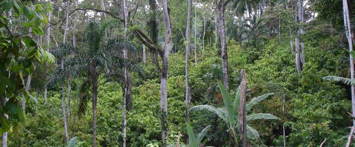 Système de cultures en agroforesterie, associant différentes espèces d'arbres © O. Deheuvels, Cirad
